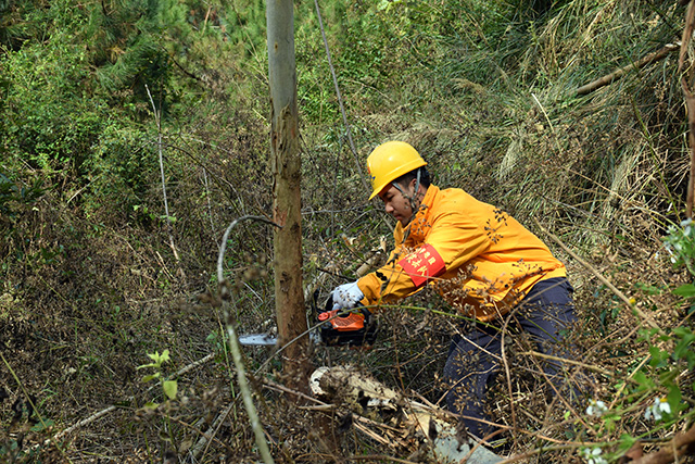青县电力人员随意lol外围砍伐老百姓树涉嫌违法       当地警方已介入
