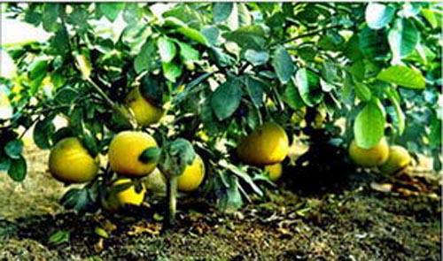 lol外围:四季图片陕西西安矮晚柚种植管理技术
